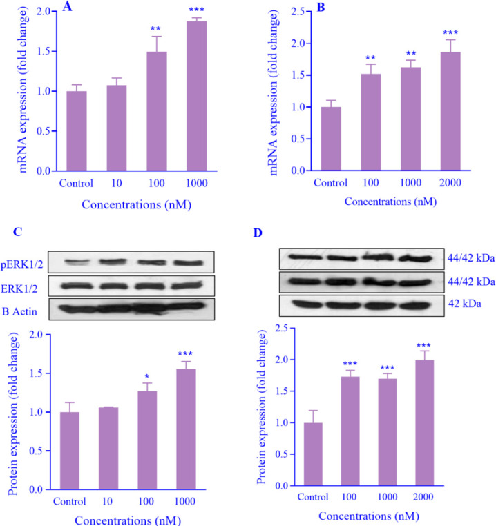 The activation of the G-protein-coupled estrogen receptor promotes the aggressiveness of MDA-MB231 cells by targeting the IRE1α/TXNIP pathway.
