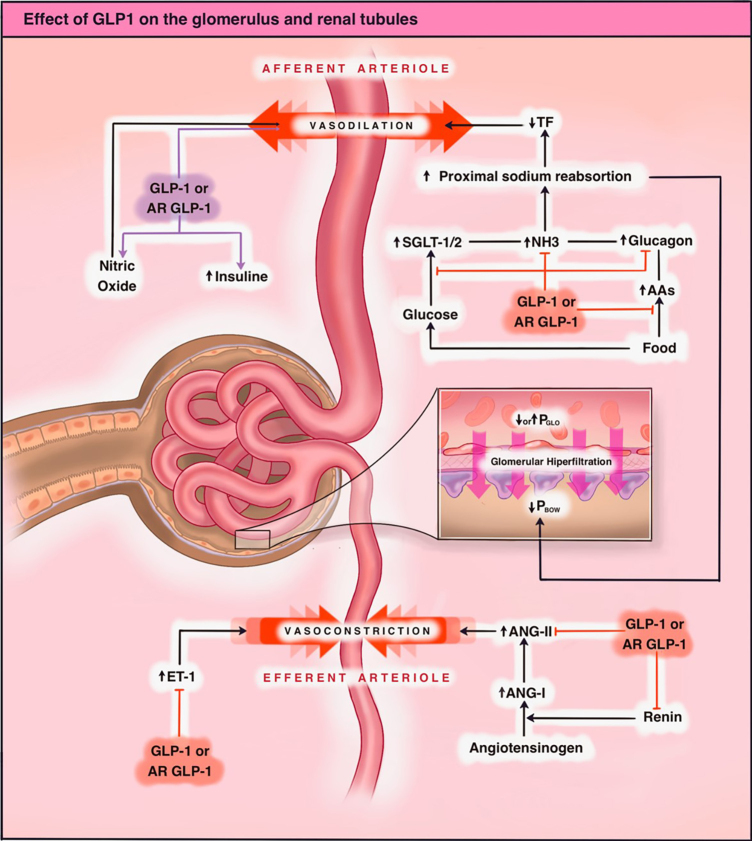 Kidney effects of Glucagon-Like Peptide 1 (GLP1): from molecular foundations to a pharmacophysiological perspective.