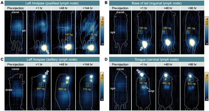 Magnetic particle imaging enables nonradioactive quantitative sentinel lymph node identification: feasibility proof in murine models.