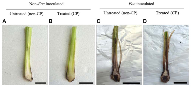 Assessing Cold Plasma's Impact on Banana Growth and Fusarium Wilt Control.