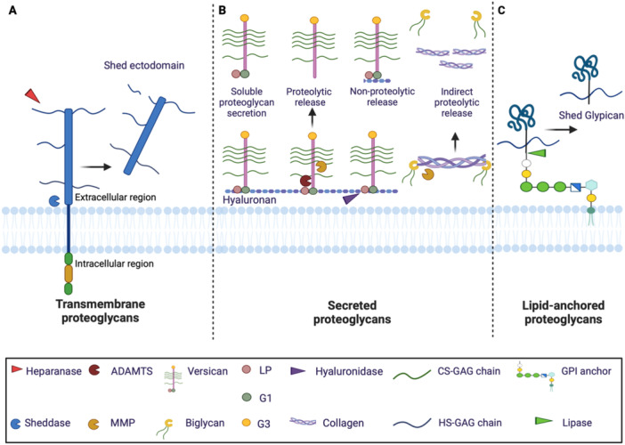 Soluble Proteoglycans and Proteoglycan Fragments as Biomarkers of Pathological Extracellular Matrix Remodeling.