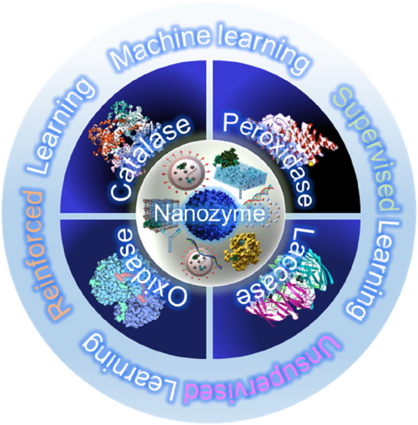 Advances in machine learning-enhanced nanozymes.