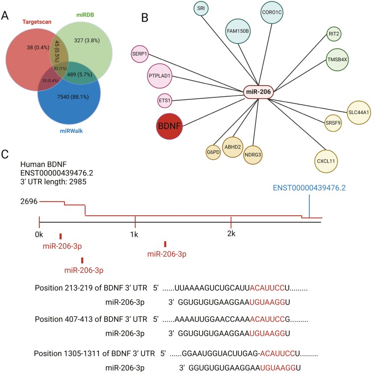 Evidence for the Contribution of the miR-206/BDNF Pathway in the Pathophysiology of Depression.