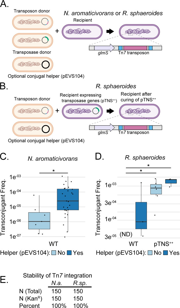 Tools for genetic engineering and gene expression control in <i>Novosphingobium aromaticivorans</i> and <i>Rhodobacter sphaeroides</i>.