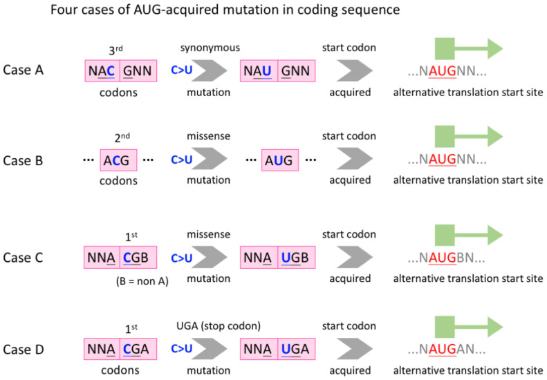 Host-dependent C-to-U RNA editing in SARS-CoV-2 creates novel viral genes with optimized expressibility.