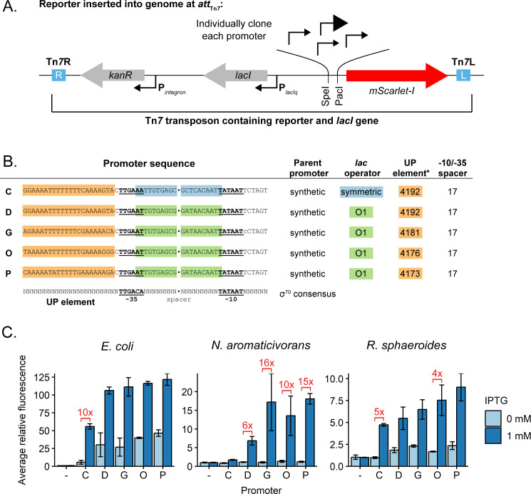 Tools for genetic engineering and gene expression control in <i>Novosphingobium aromaticivorans</i> and <i>Rhodobacter sphaeroides</i>.