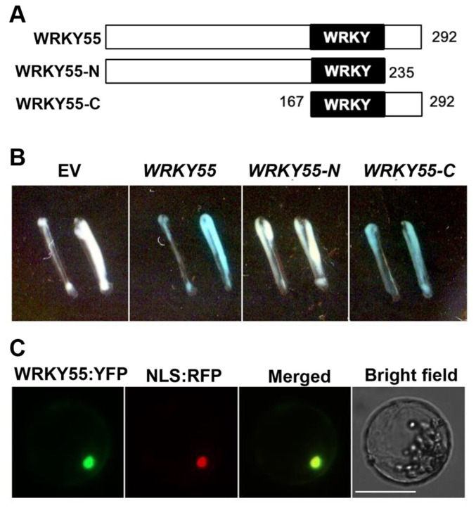 Arabidopsis WRKY55 Transcription Factor Enhances Soft Rot Disease Resistance with ORA59.