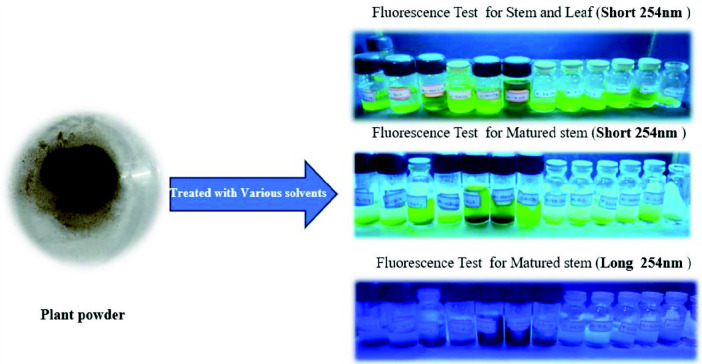 Exploring the Antibacterial Activity of <i>Ipomoea staphylina</i> Extracts Against <i>H. pylori</i>: A Pharmacognostic Investigation of Whole Plant and Matured Stem with Emphasis on Quercetin Isolation.