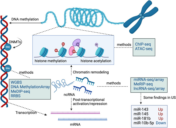 Advancement in Multi-omics approaches for Uterine Sarcoma.