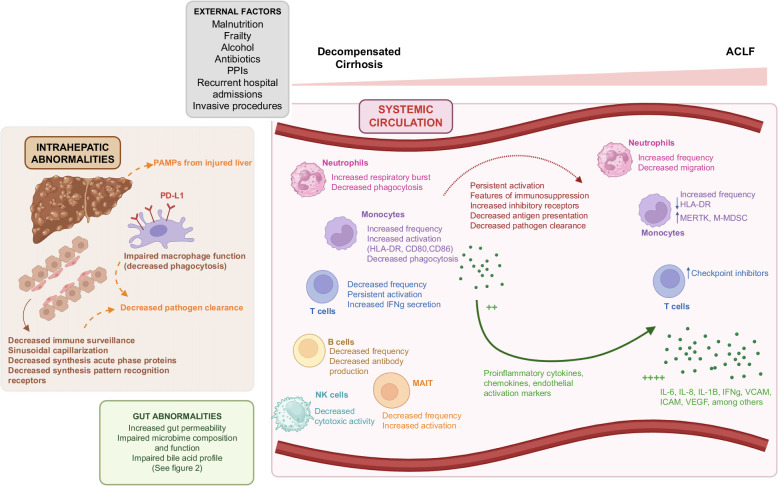 Infections in decompensated cirrhosis: Pathophysiology, management, and research agenda.