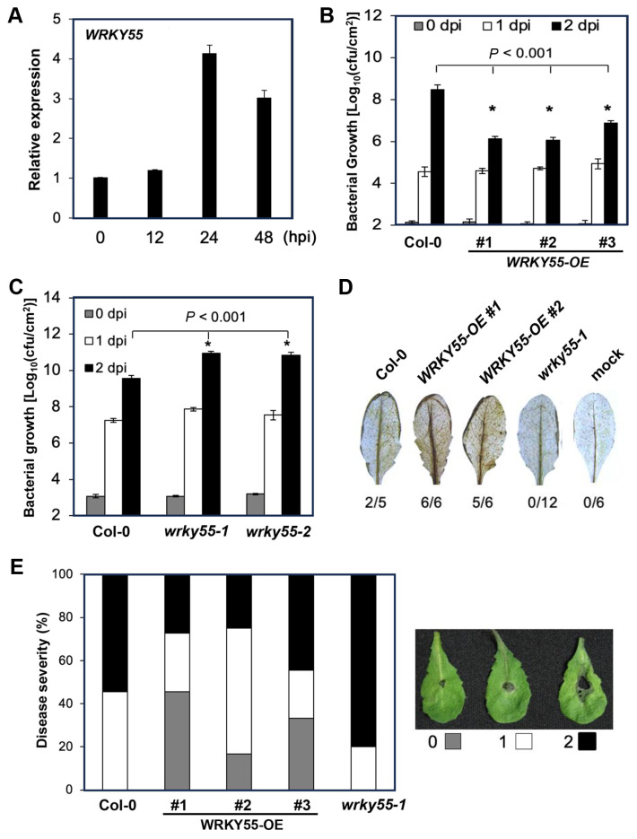 Arabidopsis WRKY55 Transcription Factor Enhances Soft Rot Disease Resistance with ORA59.