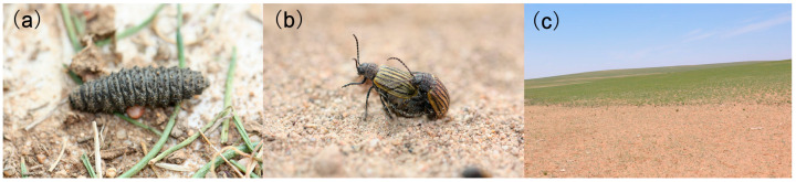 Comparative Transcriptome Analysis of the Pest <i>Galeruca daurica</i> (Coleoptera: Chrysomelidae) Larvae in Response to Six Main Metabolites from <i>Allium mongolicum</i> (Liliaceae).