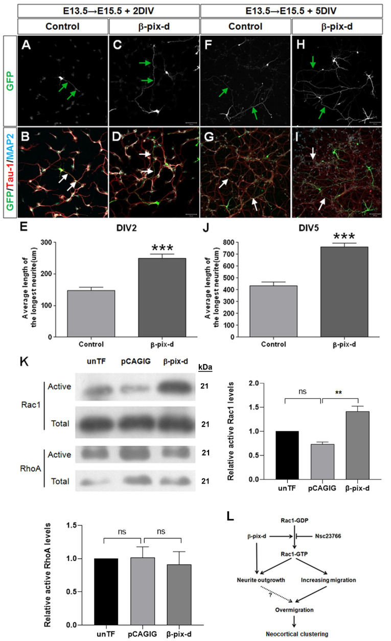 β-PIX-d, a Member of the ARHGEF7 Guanine Nucleotide Exchange Factor Family, Activates Rac1 and Induces Neuritogenesis in Primary Cortical Neurons.