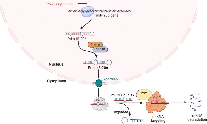 Evidence for the Contribution of the miR-206/BDNF Pathway in the Pathophysiology of Depression.