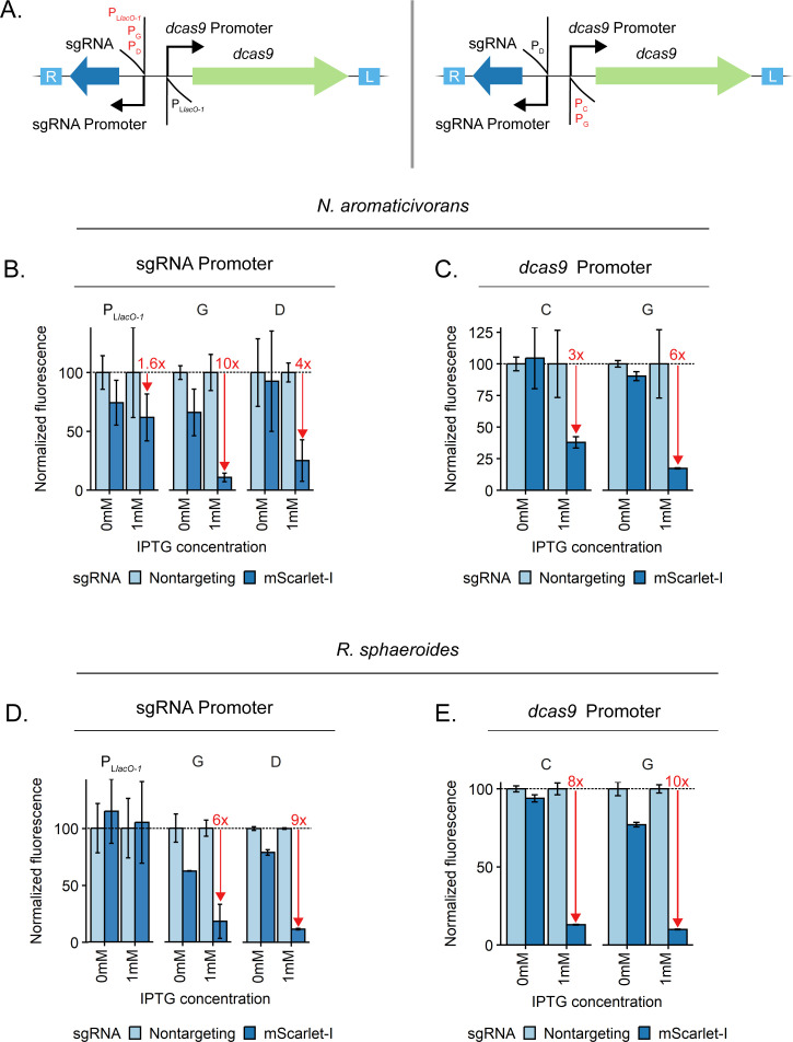 Tools for genetic engineering and gene expression control in <i>Novosphingobium aromaticivorans</i> and <i>Rhodobacter sphaeroides</i>.