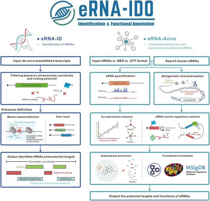 eRNA-IDO: A One-stop Platform for Identification, Interactome Discovery, and Functional Annotation of Enhancer RNAs.