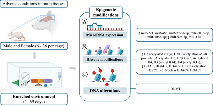 Can Environmental Enrichment Modulate Epigenetic Processes in the Central Nervous System Under Adverse Environmental Conditions? A Systematic Review.