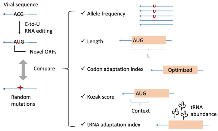 Host-dependent C-to-U RNA editing in SARS-CoV-2 creates novel viral genes with optimized expressibility.