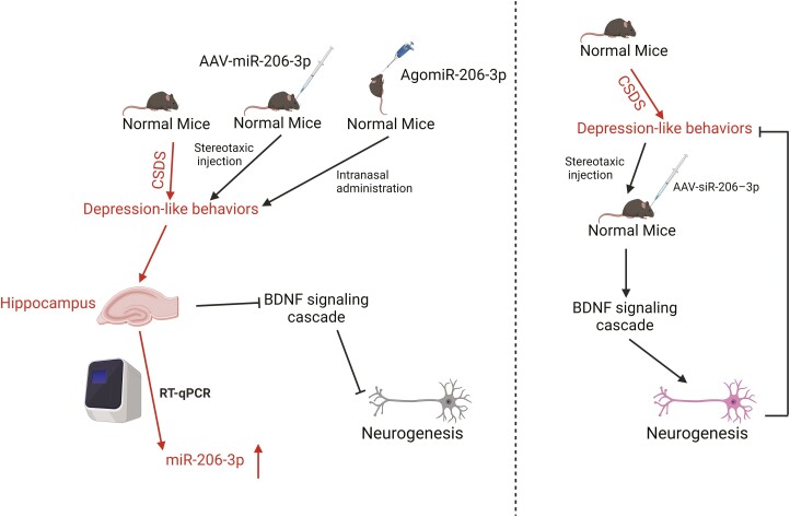 Evidence for the Contribution of the miR-206/BDNF Pathway in the Pathophysiology of Depression.