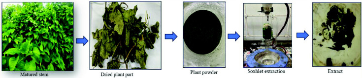 Exploring the Antibacterial Activity of <i>Ipomoea staphylina</i> Extracts Against <i>H. pylori</i>: A Pharmacognostic Investigation of Whole Plant and Matured Stem with Emphasis on Quercetin Isolation.