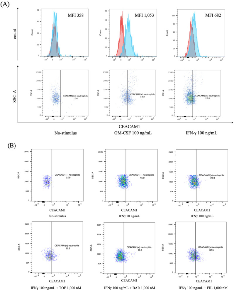 Inhibition of CEACAM1 expression in cytokine-activated neutrophils using JAK inhibitors.