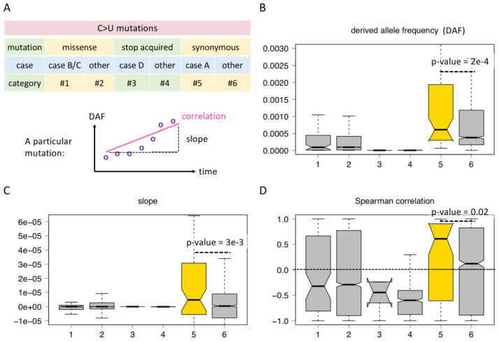 Host-dependent C-to-U RNA editing in SARS-CoV-2 creates novel viral genes with optimized expressibility.