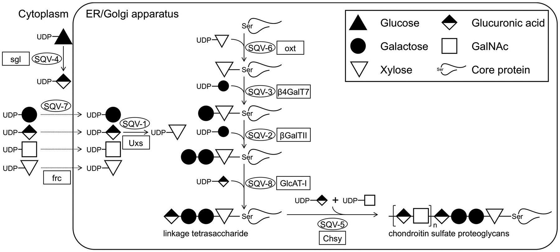 Chondroitin sulfate in invertebrate development.