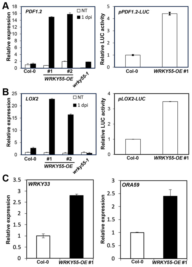 Arabidopsis WRKY55 Transcription Factor Enhances Soft Rot Disease Resistance with ORA59.