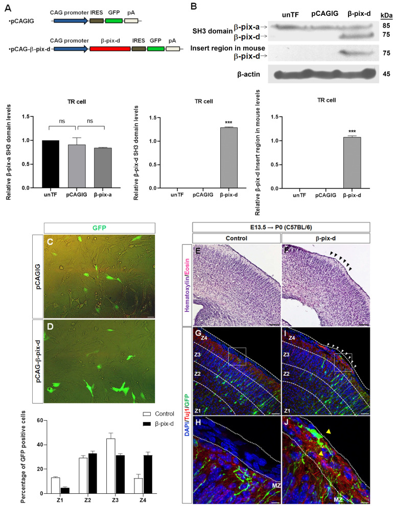 β-PIX-d, a Member of the ARHGEF7 Guanine Nucleotide Exchange Factor Family, Activates Rac1 and Induces Neuritogenesis in Primary Cortical Neurons.