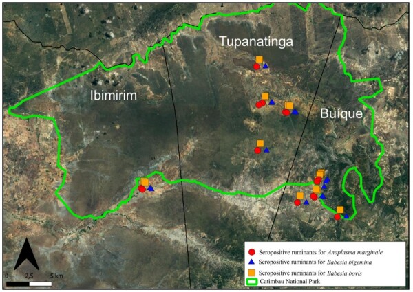 Occurrence of Babesia and Anaplasma in ruminants from the Catimbau National Park, Semiarid Region of Northeast Brazil.