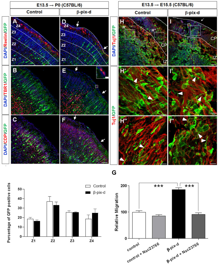 β-PIX-d, a Member of the ARHGEF7 Guanine Nucleotide Exchange Factor Family, Activates Rac1 and Induces Neuritogenesis in Primary Cortical Neurons.