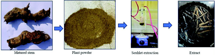 Exploring the Antibacterial Activity of <i>Ipomoea staphylina</i> Extracts Against <i>H. pylori</i>: A Pharmacognostic Investigation of Whole Plant and Matured Stem with Emphasis on Quercetin Isolation.