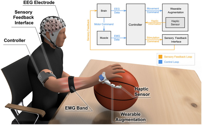 Neuro-motor controlled wearable augmentations: current research and emerging trends.