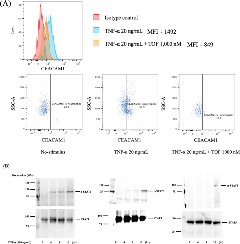 Inhibition of CEACAM1 expression in cytokine-activated neutrophils using JAK inhibitors.