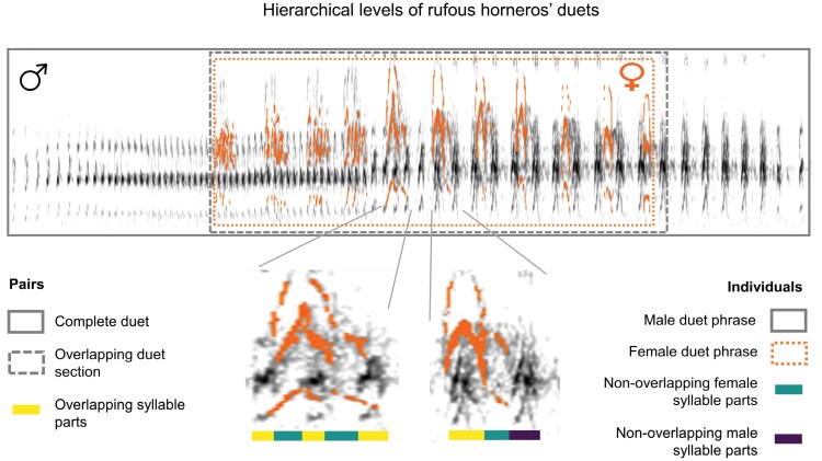 Duets convey information about pair and individual identities in a Neotropical bird.