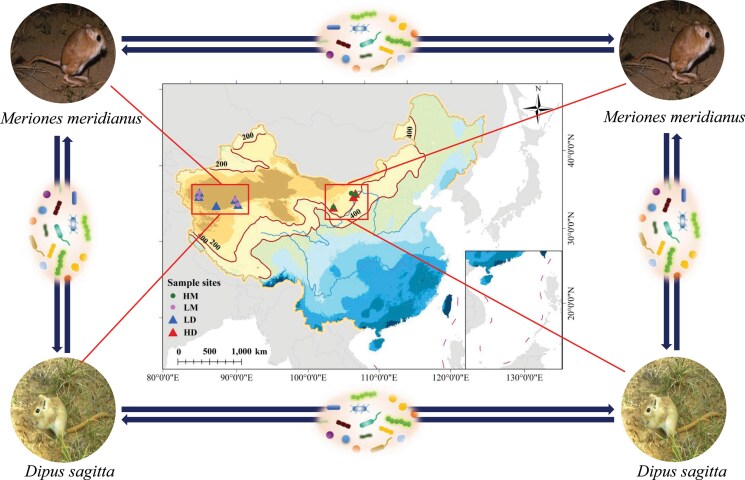 Bacterial microbiome and their assembly processing in two sympatric desert rodents (<i>Dipus sagitta</i> and <i>Meriones meridianus</i>) from different geographic sources.