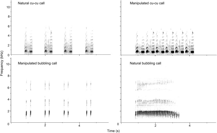Sparrowhawk imitation or convergent alarm signal? A new hypothesis for bubbling call of cuckoos with empirical testing.