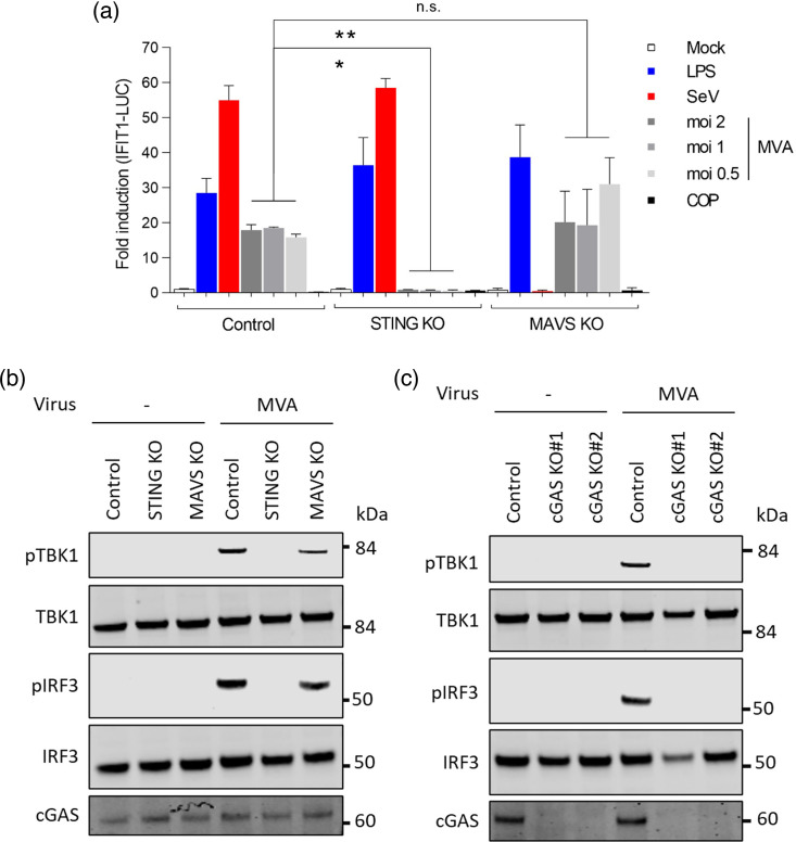 Poxin-deficient poxviruses are sensed by cGAS prior to genome replication.