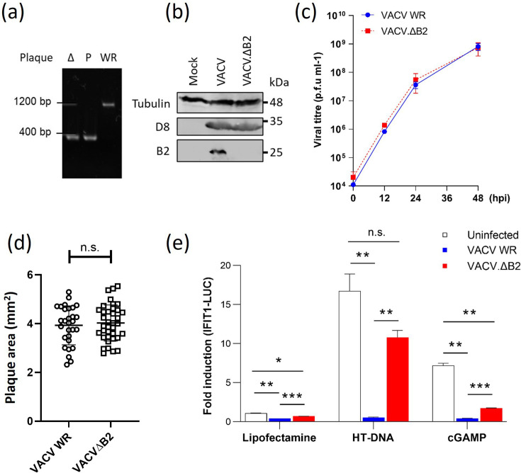 Poxin-deficient poxviruses are sensed by cGAS prior to genome replication.