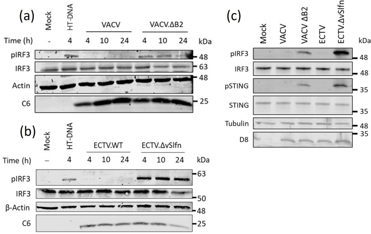 Poxin-deficient poxviruses are sensed by cGAS prior to genome replication.