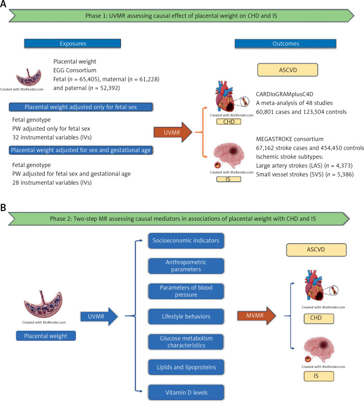 The causal effects of placental weight on atherosclerotic cardiovascular disease: a Mendelian randomization and mediation analysis.
