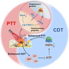 NIR-II triggered Cu(I) phosphide for chemodynamic and photothermal periodontitis treatment: Efficient reduction of bacterial co-aggregation