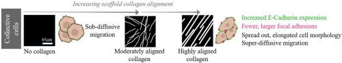 Multiphoton excited polymerized biomimetic models of collagen fiber morphology to study single cell and collective migration dynamics in pancreatic cancer