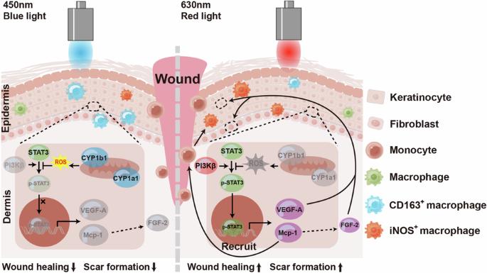 Visible light accelerates skin wound healing and alleviates scar formation in mice by adjusting STAT3 signaling