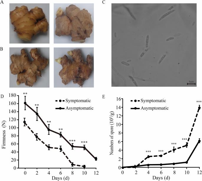 Fusarium as potential pathogenic fungus of Ginger (Zingiber officinale Roscoe) wilt disease