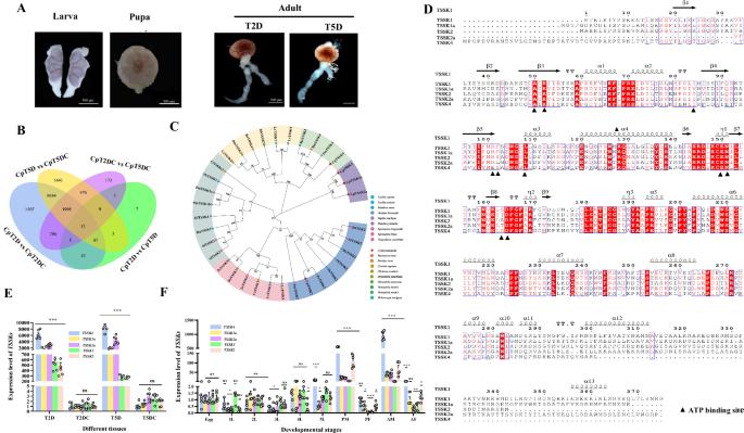 Loss-of-function in testis-specific serine/threonine protein kinase triggers male infertility in an invasive moth