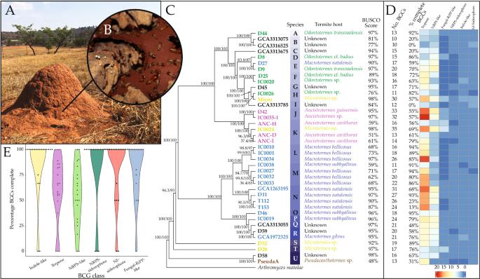 Comparative genomics unravels a rich set of biosynthetic gene clusters with distinct evolutionary trajectories across fungal species (Termitomyces) farmed by termites