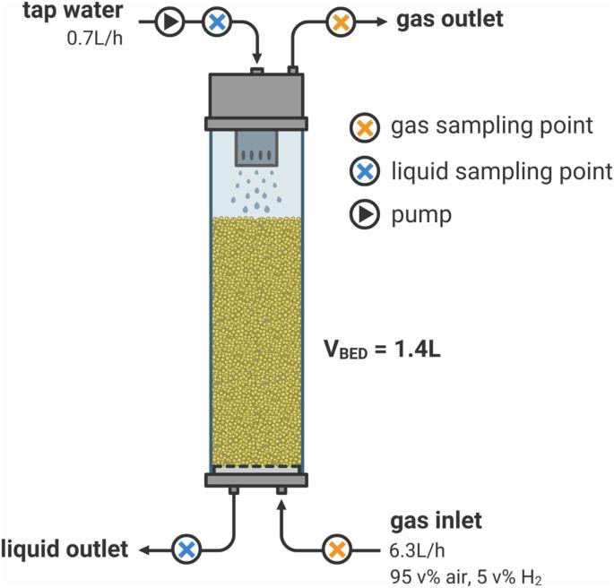 Production of biostable drinking water using a lab-scale biological trickling filter enriched with hydrogen-oxidizing bacteria