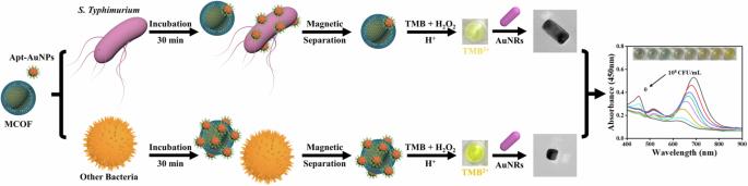 Target-inhibited MCOF-Apt-AuNPs self-assembly for multicolor colorimetric detection of Salmonella Typhimurium