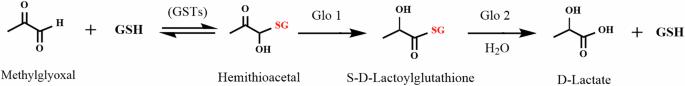 Use of physiologically based kinetic modeling to predict neurotoxicity and genotoxicity of methylglyoxal in humans